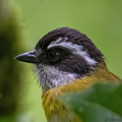 Head shot of a bird with a stout black bill, black eye-line and crown, white throat and eyebrow, and yellow body