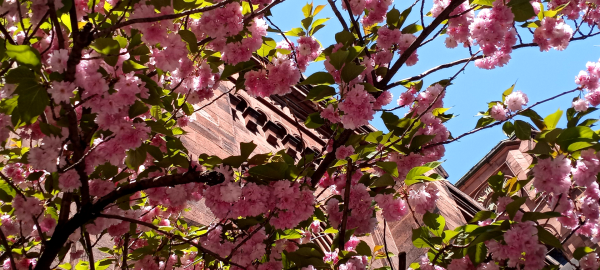 am standing under the canopy of this tree. the foreground are these multi-petal pink flowers that am assuming are cherry blossoms. the building in the back is a church. i think it's Episcopalian. it's the Church across the Friends' Seminary School on East 16th. 