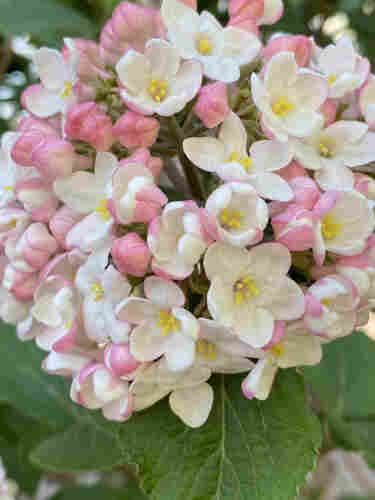 A close-up photo of a cluster of viburnum flowers. The buds and the outside petals of the flowers are pink, the inside is white, with soft yellow centers. Green foliages. 