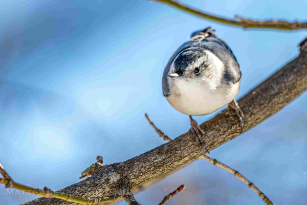 A nuthatch, sitting on a bare branch in winter.  Sunny day with blue sky.  Bird is looking forward and to the left.