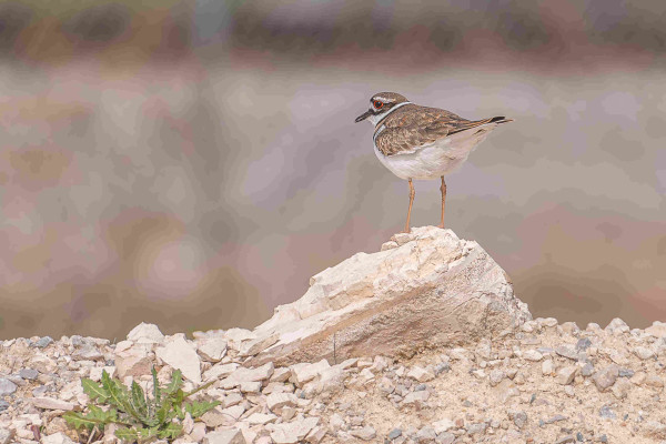 Photograph of a killdeer standing on a large rock atop a pile of gravel with out of focus greys and browns in the background. The killdeer is facing left leaving one eye visible. Killdeer have long, brown, slender legs, white belly, under tail, and breast feathers, brown back, wing, and tail feathers, black chest and neck rings, a white neck ring between the two black rings, black and white masks, black beaks, and dark eyes surrounded by bright orange fleshy skin.