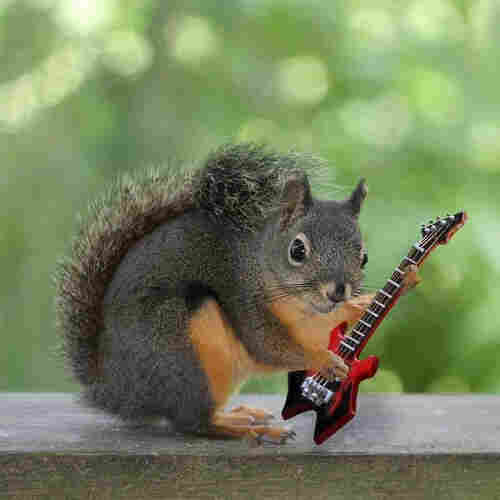 Picture a squirrel playing a black & red electric guitar shaped like the letter M