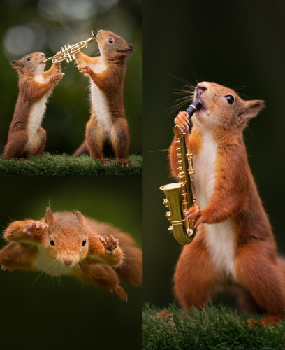 A photo montage of red squirrels appearing to play mini musical instruments like a trumpet and a trombone. In one frame a squirrel is caught in mid leap hands to the fore and legs trailing