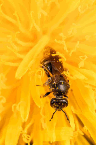 A close-up image of a small, mostly black bee with pale stripes on the abdomen, covered in bright yellow pollen and surrounded by the bright yellow petals of the dandelion flower