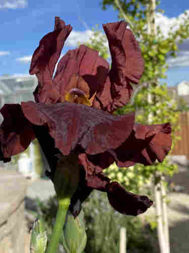 A full-bloom German Iris in deep chocolate color. Blue sky with clouds in teh background.