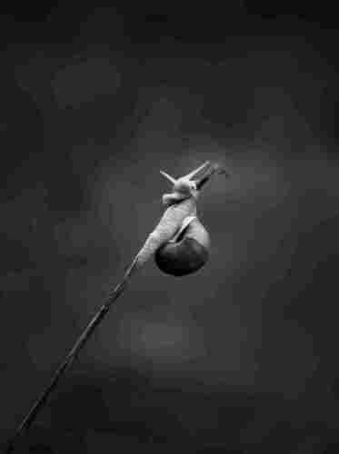 Black and white photo of a snail climbing up a thick blade of gras. The gras blade is entering the image from the lower left corner, the snail is hanging in the air in the center of the image. The background is out of focus.