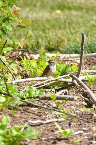 A small bird perched on some sticks laid on some mulch and near a shrubbery.