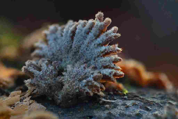photo of a leaf-like fungus on a tree, slightly furry. 
