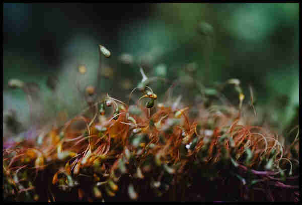 Looking like sprouts for a salad, but orange-stemmed and angry... a clump of moss spore-makers appears to be engaged in battle. Leaping like flames battered by wind, the clump rises up at an angle, in riotous disorder, attacking and shouting like they were staging a bloody coup.

Taken with a Sigma 105mm macro lens at f/2.8, meaning there's lots of blurry shit and only a few focused bits.