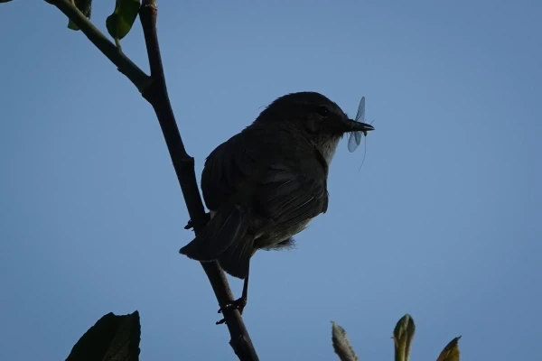 Chiffchaff semi silhouette. With back to camera and head turned to the right. Holding a fly in its beak.