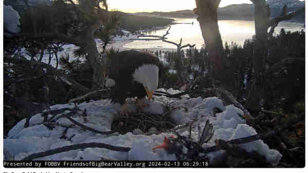 Quite a dark photo, still, this screencap from the webcam.  The stars of the image are the TWO EGGS which are visible in the nest, while Shadow looks down, in preparation for rolling them, and then pancaking on top of them.  He seemed to be rolling the 3rd egg, which was just out of sight.

The nest itself is now much less snow-covered, and that large berm to the right is gone.  Many more sticks are visible.  A warm week, I'd imagine most of the snow will melt.