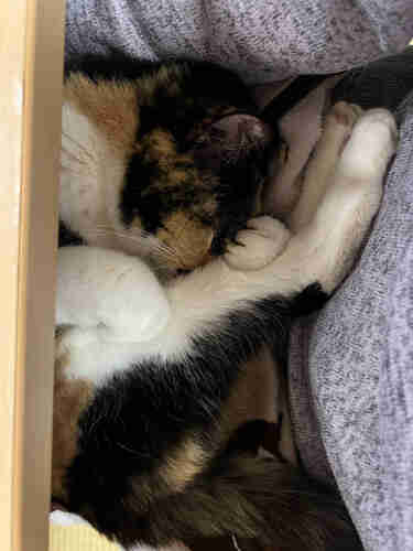 A calico cat is curled (slightly awkwardly) on my lap under the desk. 