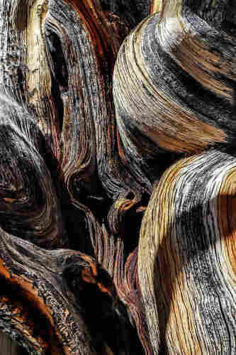 Bristle Cone Pines Abstract.

This is a closeup of the exterior bark of a Bristle Cone Pine that I found at Great Basin National Park in Nevada.
There is no foreground or background in this image. The subject is in your face the full image. The bark twist, twirls, buckles and splits in any direction seemingly possible. 
The bark is earth tones but quite fantastic with stripes of black, brown, white, and grey.

