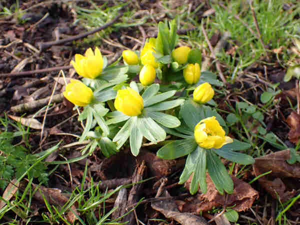 Close up of Winter Aconite flowers