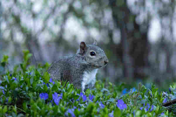 A grey squirrel sits among some low green ground cover dotted with little purple flower. They have a white chest and all grey body, one front paw is raised to their chest as the look out from their spot