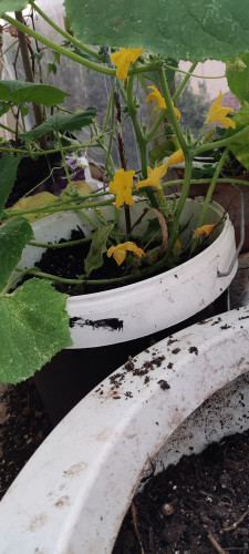 Mystery plant growing in a 15L paint bucket is having a lot of flowers 