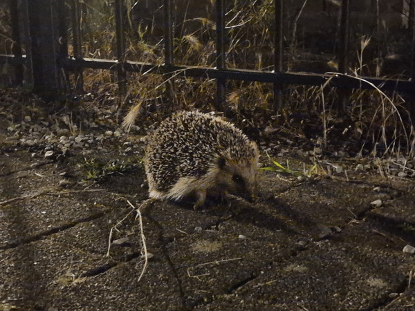 A little hedgehog I saw on the way home from the gym. I kept my distance from it and used the zoom to get this shot.