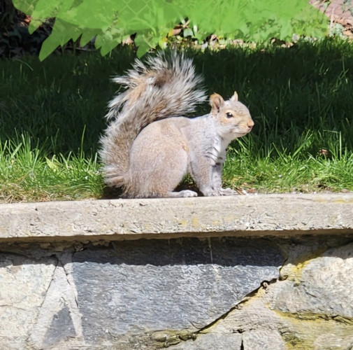 Photo of a squirrel on a stone wall looking toward the camera, with a glint of mischief in her eyes. Seriously. I'm not anthropomorphising. She really is up to no good 