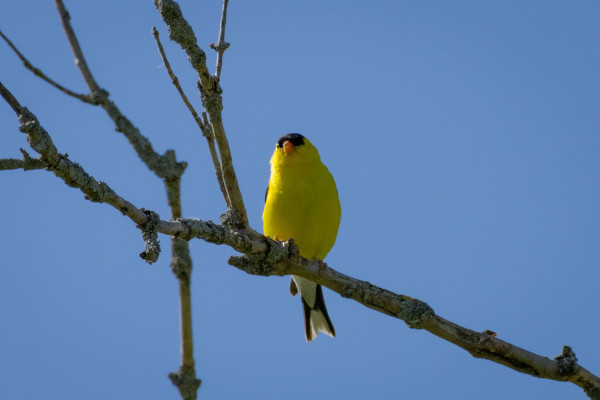 an american goldfinch sitting up on a branch in front of a clear blue sky. their front is all bright yellow apart from a little black forehead and little orange beak