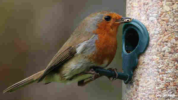 A photo of a European robin, with brown feathers and a red front, on the perch of a bird feeder full of seed. In its beak there is a single oval seed. The seed has a happy little face drawn on, and upturned arms, as if cheering.