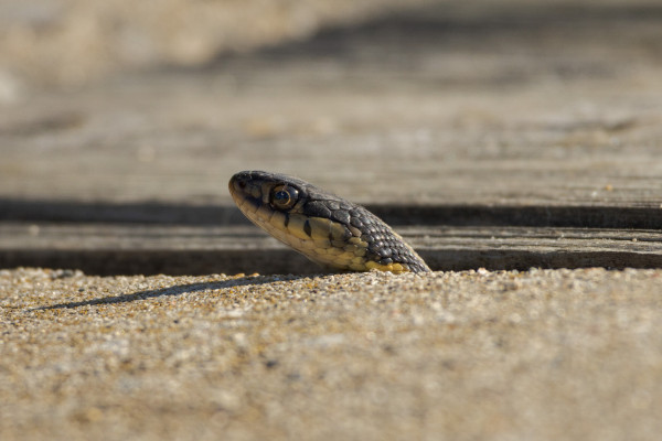 the head of a green and yellow garter snake poking up over the edge of some concrete as it sits in a crack between a path and a bridge. they are casting a little shadow and if zoomed in the pathway is reflected in their large brown eye