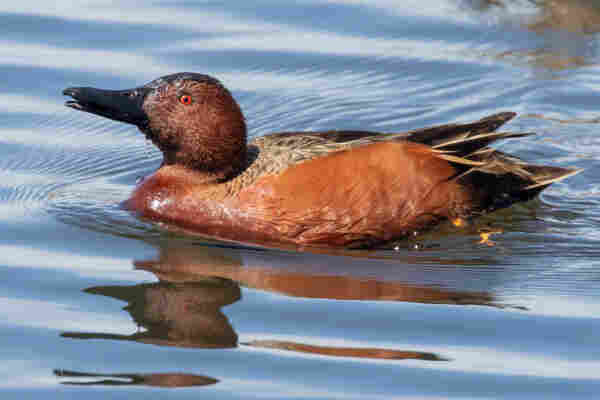 A male Cinnamon Teal duck swimming in a lake. Its head is tilted back and its bill is slightly open.