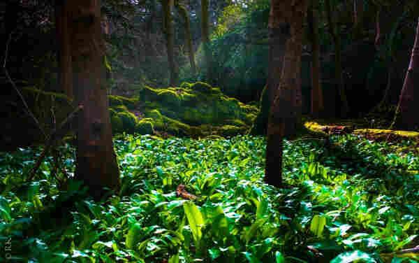 Sunlight filters through a verdant forest onto wild moss-covered rocks and lush green wild garlic plants.