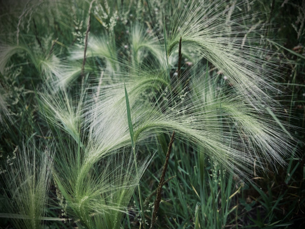 Fox tail barley. Slender green stems bend gracefully, forming arches. White blond hairs grow along the arches, forming white sprays against the green background