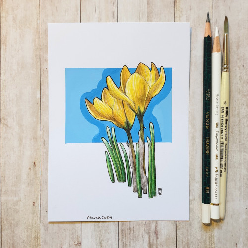 Original drawing - Yellow Crocus Flowers
A colour drawing of yellow crocus on white paper with a blue background.
Materials: colour pencil, mixed media, acid free white artist paper
Width: 5 inches
Height: 7 inches