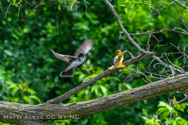 two birds on a large branch with green foliage in background.  The regay and white eastern king bird is swoooping at an orange baltimore oriole.