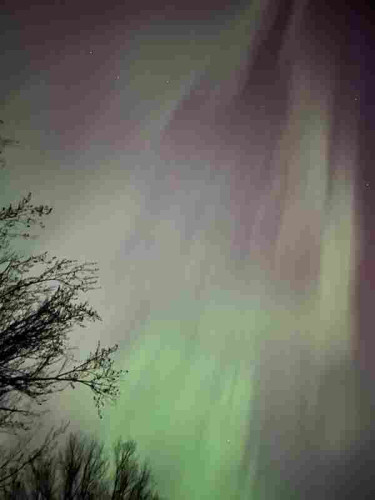 Picture shows the aurora as a rainbow sheet cutting across the night sky. Some tree tips poke into frame.