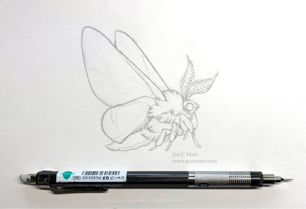 Pencil sketch of a rosy maple moth, a very round fluffy moth with large antennae. A mechanical pencil is also pictured.