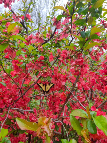 A yellow tiger swallowtail on a red azeala bush in full bloom. 