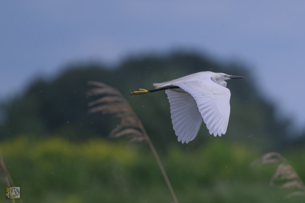 a small white heron in flight with trees in the background