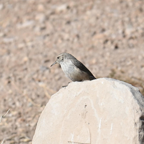A small, gray and white bird with a long, thin beak perched on a rock