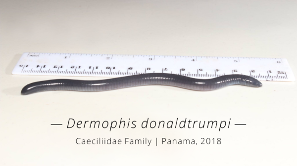 Dermophis donaldtrumpi — Caeciliidae Family | Panama, 2018

A nearly-blind, worm-like amphibian