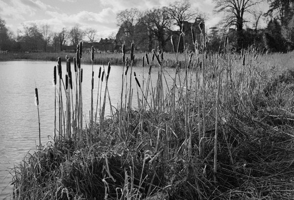 A group of winter bulrush heads silhouetted against the local lake, bare trees and the outline of the Castle behind. Black and white photo.