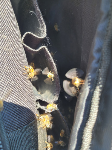 Hundreds of bees moving into my beekeeping gear bag