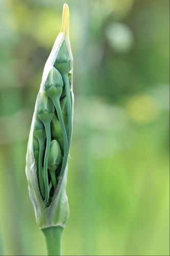 An elongated upright flower head, packed tightly with buds, each on a long stalk. The papery sheath which protected them while they grew has split open down the side allowing us this view inside