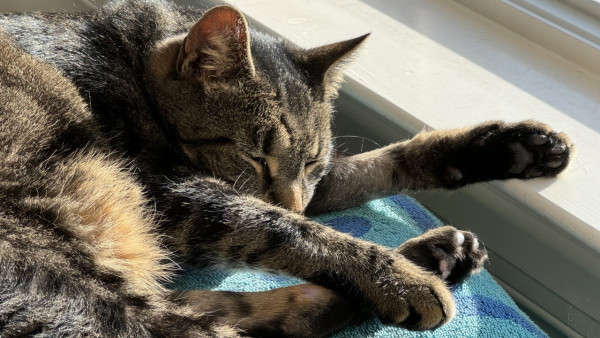 A tabby cat, napping peacefully in the sun. His eyes are closed, and paws extended. 