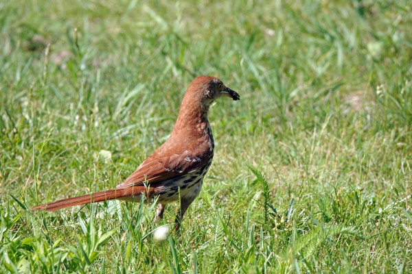 A Brown Thrasher with some collected food on the meadow