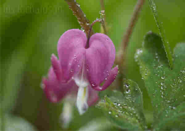 Asian Bleeding Heart Flower Macro Photograph After Rain -  Two bleeding heart blossoms with one in front and focus and the other dropping softly out of focus in the background. The floral meaning of the Asian bleeding heart flower meaning is said to be about unrequited or rejected love as well as love and romance. Artist Iris Richardson, Galleries ArtHero and Pictorem, Free Shipping with every purchase
