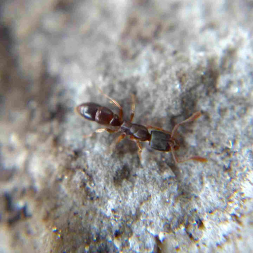 A dark red-brown ant, _P. pennsylvanica_, on the underside of a pale rock. Its long, thin, many-segmented body and slightly paler legs create the illusion that it is a worm-like insect.
