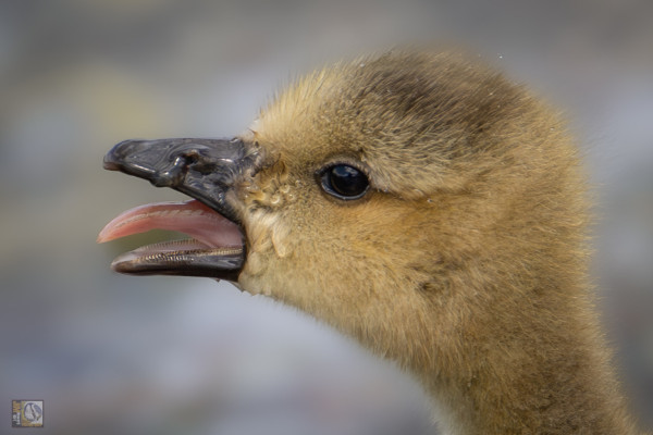 a gosling with its tongue out