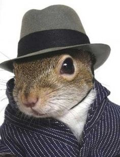 Picture a squirrel dressed in a grey gangster style hat with a black band , a white scarf & a pinstripe overcoat - 007 squirrel?  Who knows !