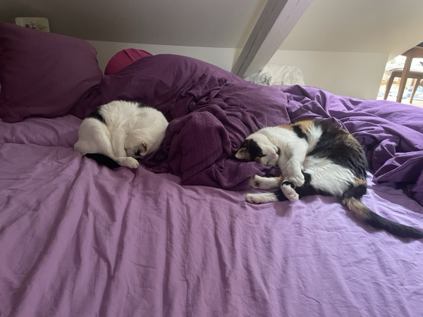 Two cats on a bed with purperle linen, both are curld up into balls of furry fluffy cutness. 