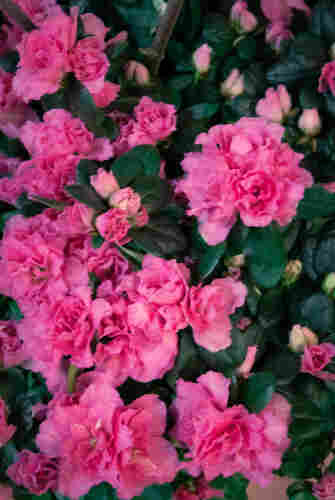 Luminous hot pink double azaleas bloom in luscious clusters, shimmering dream-like against glossy dark green leaves.
