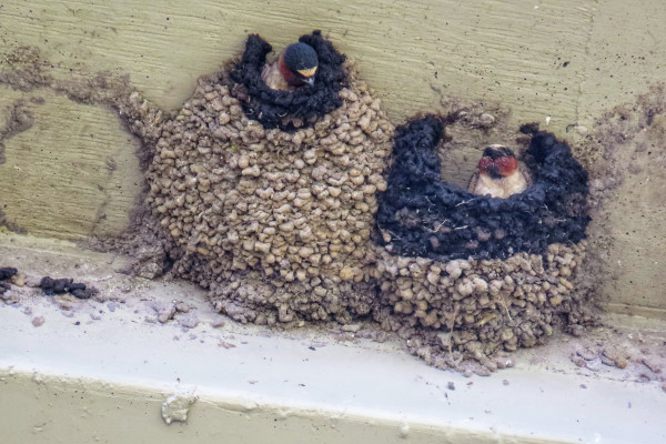 Photo of two cliff swallows' nests--adherent cups of a thousand or so small beads of mud that have hardened into knobby, earthenware vessels affixed under the eaves of a highway overpass. There is a cliff swallow in each nest--wonderful birds with navy caps and backs, russet faces, and creamy forehead bands and breasts, entirely like wonderful little 1970s velour track suits come to life. The swallows are sitting inside their globelike nests, building them up from last year's broken remnants. The demarcation between old and new building is very clear: The older, base parts of the nests are open globes of dry, grey mud, but the renovations appear black,  dark and wet with fresh mud the swallows are laying down as they build up to the lips of the new nest entrances. The swallow in the left-hand nest is actively at work--eir nest is almost finished, the opening narrowing like a bottle to just fit em, and eir head is bowed as with eir bill e positions a fresh pellet of mud. The other swallow's nest is less finished, the larger opening like the mouth of a basket from which the swallow, resting, peers out.
