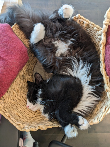 Tuxedo kitten contorted in a cat bed. Her head is smashed sideways and twisted backwards against the bed, while her crotch faces upwards