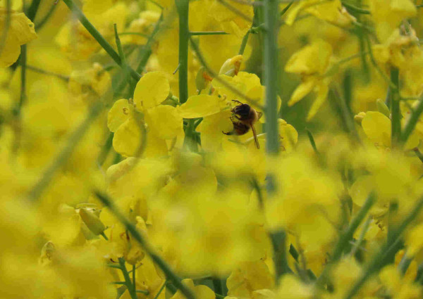 Ein Gewirr aus gelben Rapsblüten. Mittendrin eine Biene beim Nektar schlürfen.
